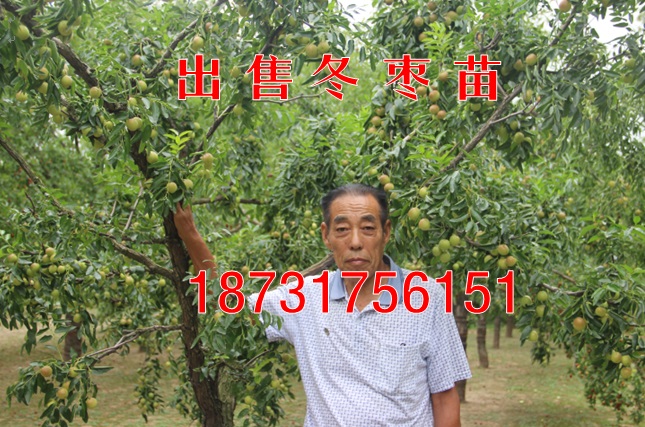 貴州出售二代冬棗苗{基地直銷}