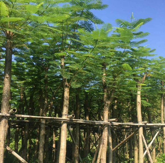 鳳凰樹袋苗批發(fā)基地-報價-批發(fā)價_哪家好-新旺苗木園林基地電話