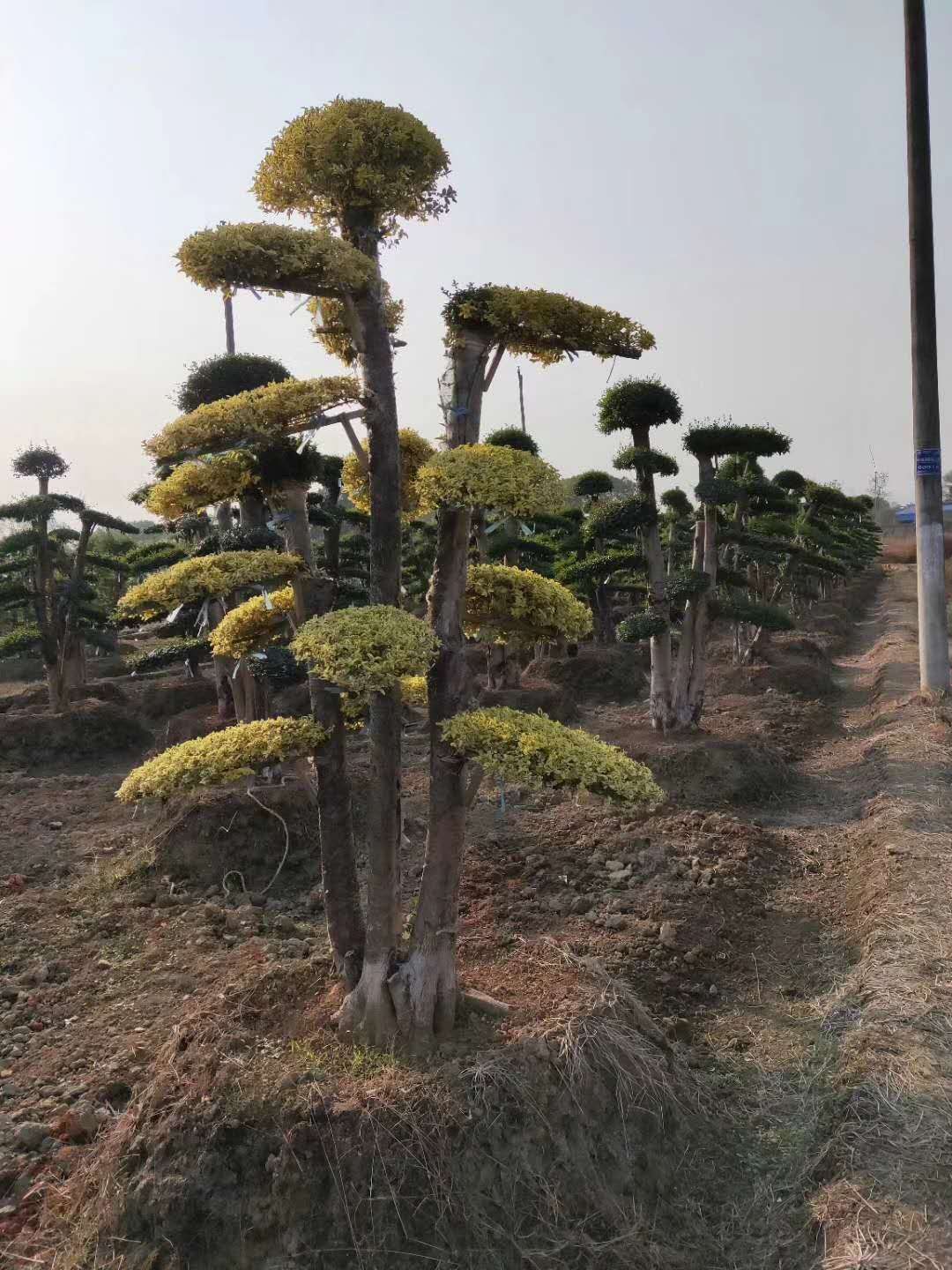 湖南長沙瀏陽造型金姬女貞樁基地