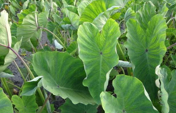 香芋種廠家直銷  香芋種批發(fā) 廣西香芋種