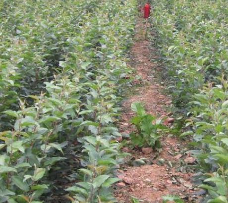 甜茶苗供應(yīng)商   廣西甜茶苗報(bào)價(jià) 廣西甜茶苗