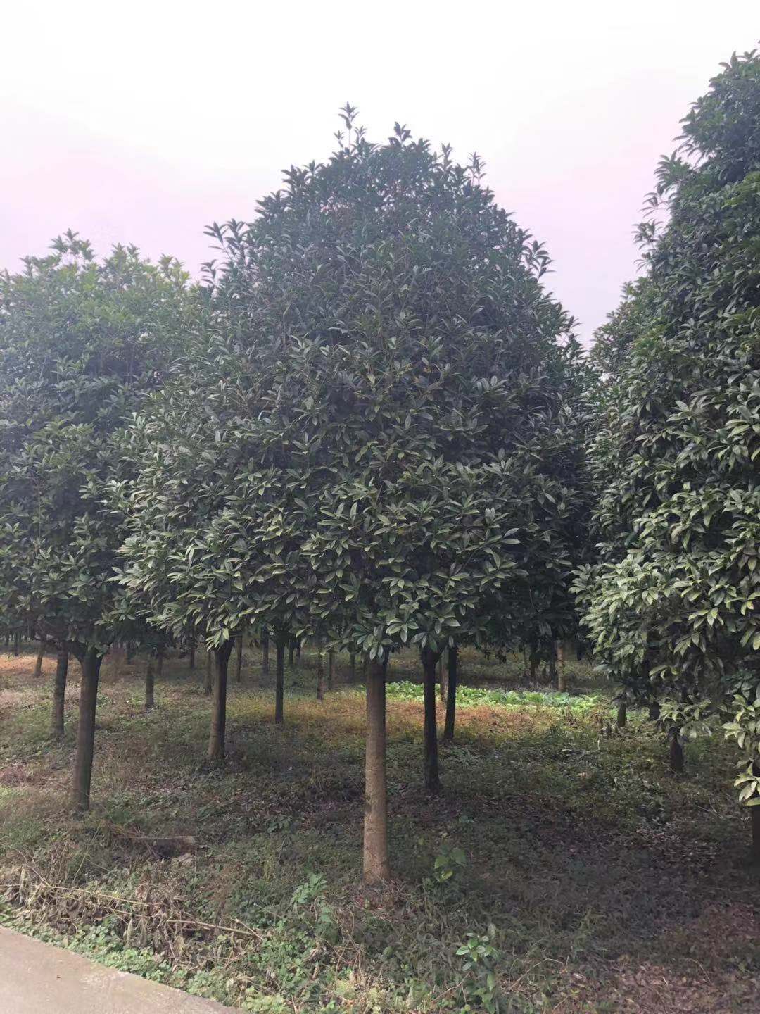 湖南長(zhǎng)沙瀏陽(yáng) 單桿桂花基地