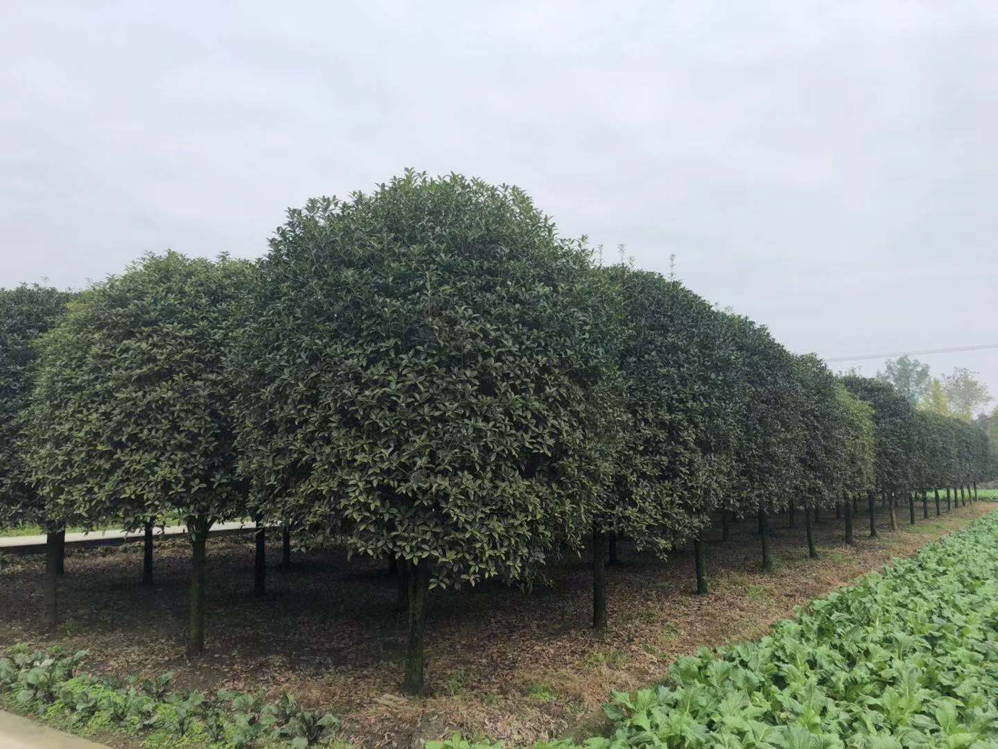 湖南長(zhǎng)沙瀏陽(yáng) 單桿桂花基地