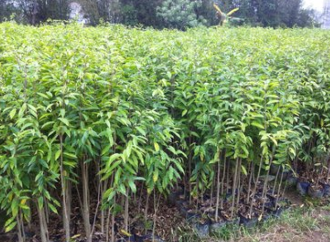 沉香苗生產(chǎn)廠家 沉香苗直銷(xiāo) 廣西沉香苗