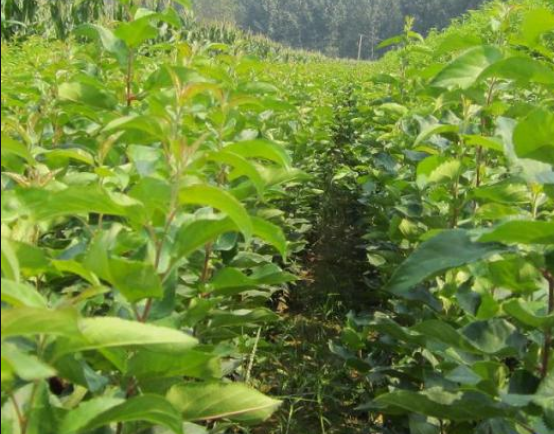 甜茶苗供應(yīng)商   廣西甜茶苗報(bào)價(jià) 廣西甜茶苗