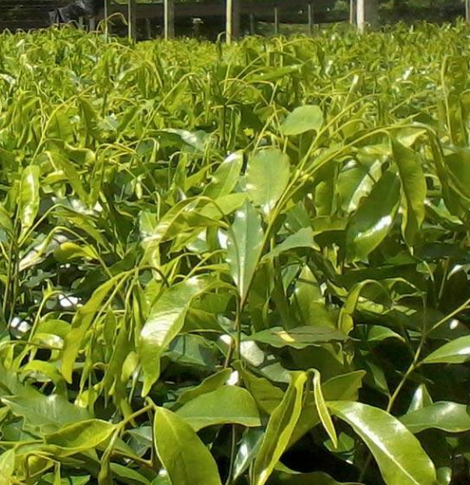 沉香苗生產(chǎn)廠家 沉香苗直銷(xiāo) 廣西沉香苗