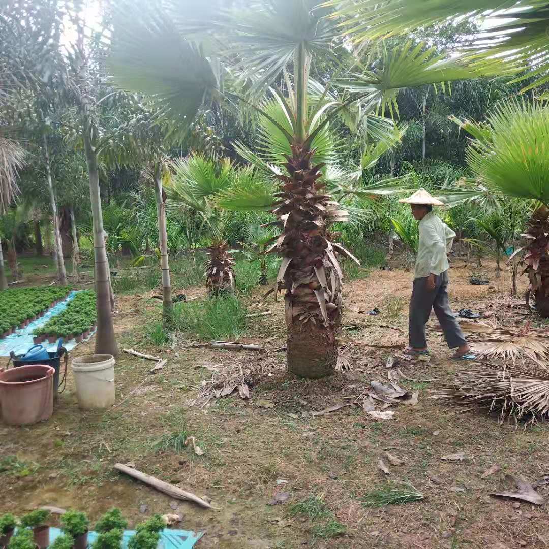 華棕基地報(bào)價(jià) 專業(yè)種植各種棕櫚樹出售