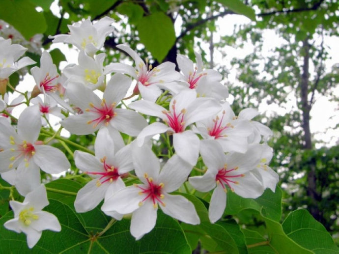 供應(yīng)千年桐種子苗產(chǎn)地 油桐苗網(wǎng)  廣西桐油苗 千年桐樹(shù)企業(yè)