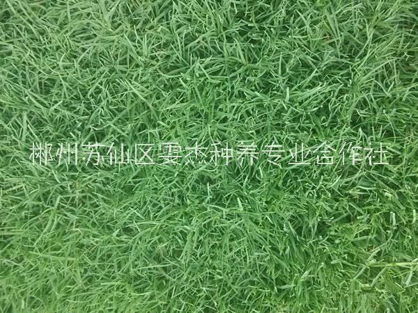 百慕大黑麥草混播草草場  綠化園林用草  基地一手價供應