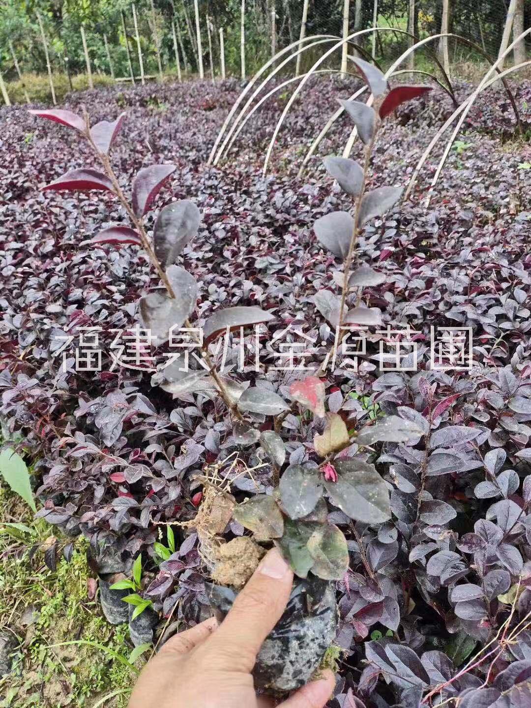長期供應(yīng)紅花繼木小苗基地直銷，福建優(yōu)質(zhì)紅花繼木小苗批發(fā)價-報價-價格，福建紅花繼木小苗苗場電話