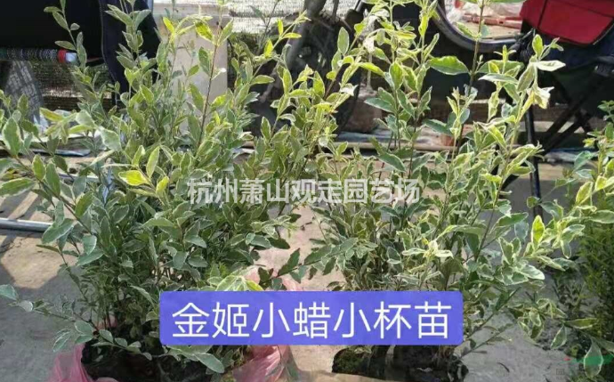 浙江杭州金姬小蠟小杯苗基地-2020浙江杭州金姬小蠟小杯苗批發(fā)價(jià)格-優(yōu)質(zhì)供應(yīng)商