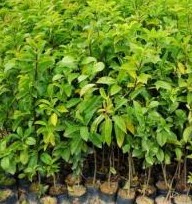 鐵冬青杯苗 廣州鐵冬青杯苗批發(fā) 鐵冬青杯苗種植基地