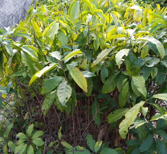 假蘋(píng)婆杯苗 假蘋(píng)婆杯苗批發(fā) 大量供應(yīng)假蘋(píng)婆杯苗