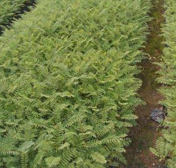 藍花楹杯苗 如何種植藍花楹杯苗 大量供應藍花楹杯苗