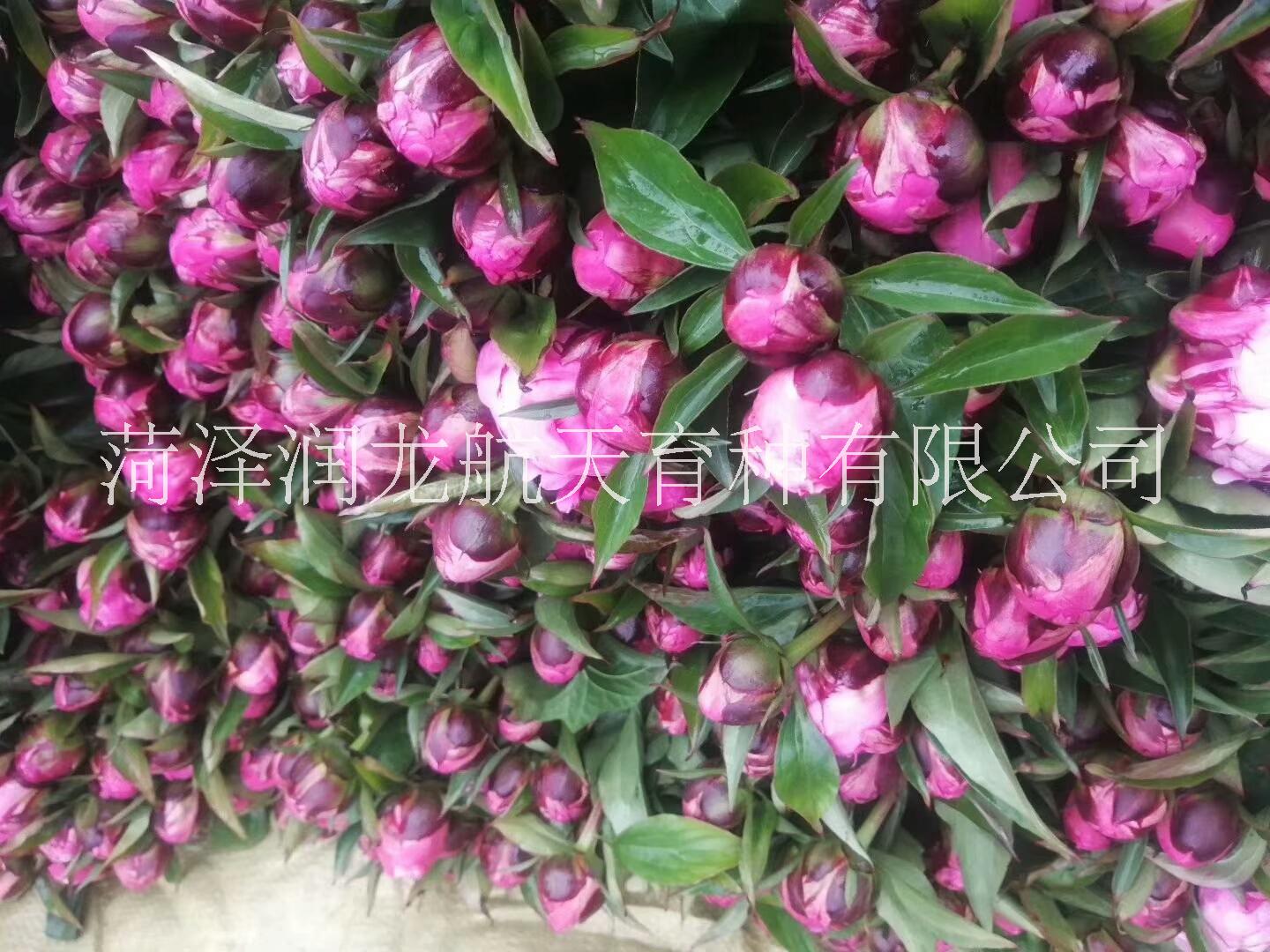 觀賞芍藥-千層切花芍藥-芍藥花