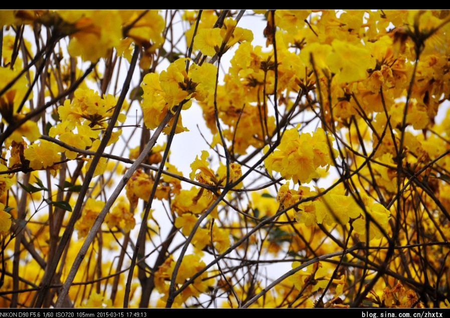 供應(yīng)廣西黃花風(fēng)鈴木簡介 黃花風(fēng)鈴苗木站