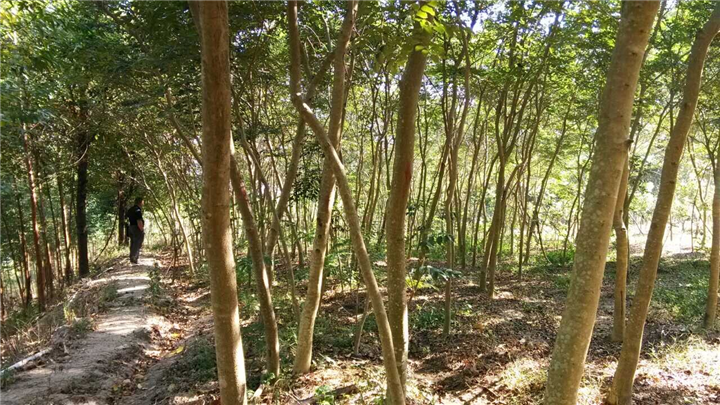 供應(yīng)廣西玉林黃花梨苗 黃花梨樹培育基地
