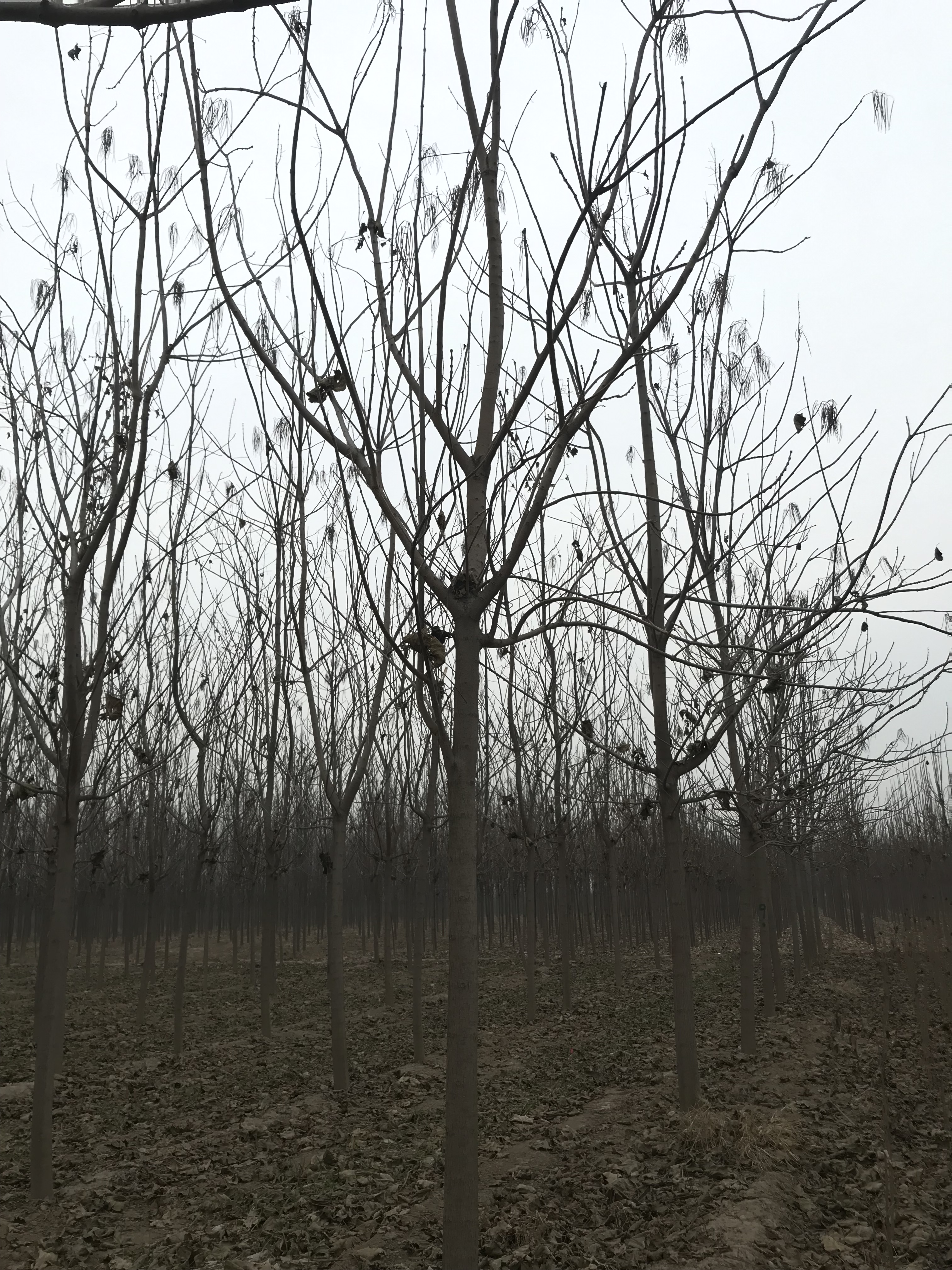 梓樹(shù)種植基地，批發(fā)價(jià)，報(bào)價(jià)