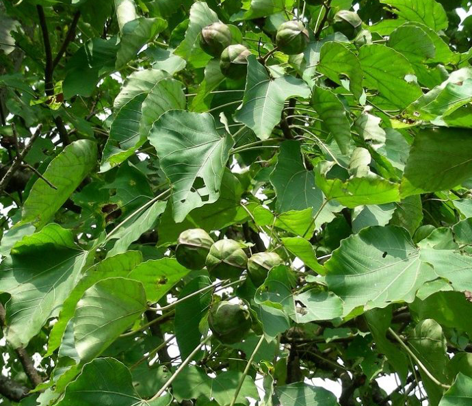 供應(yīng)廣西千年桐種子種苗基地 桐油種子和油桐種子苗主產(chǎn)區(qū)