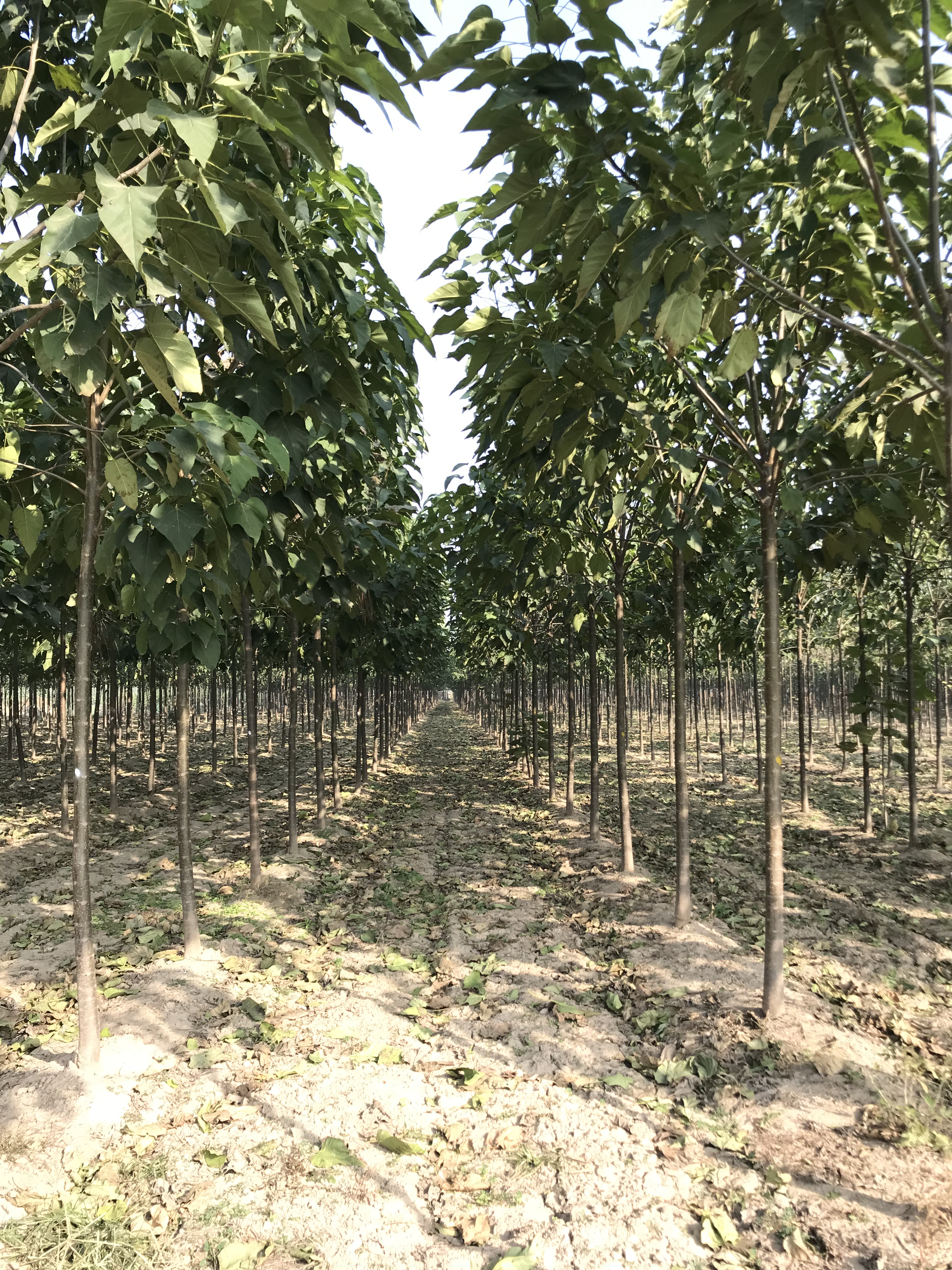 楸樹5-8公分價(jià)格，種植基地，批發(fā)價(jià)