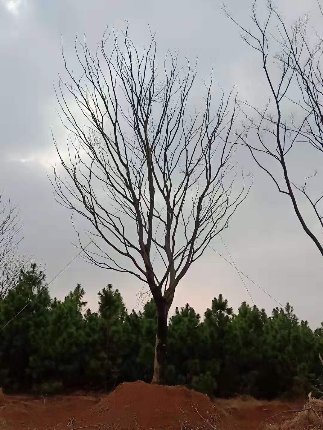 單桿樸樹(shù)價(jià)格，種植基地，報(bào)價(jià)