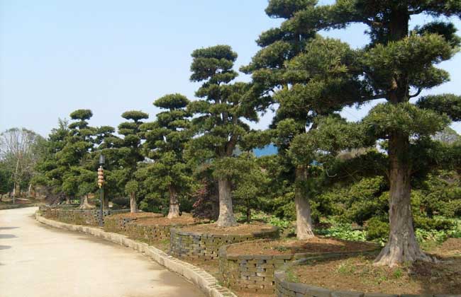 供應(yīng)廣西北流羅漢松 羅漢松苗公司