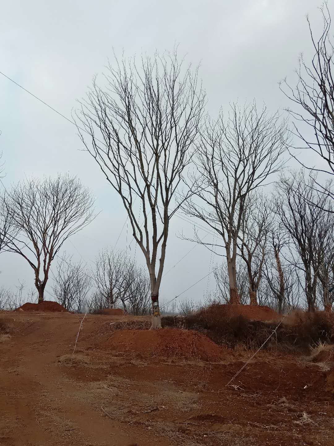 單桿樸樹(shù)批發(fā)價(jià)，種植基地，報(bào)價(jià)