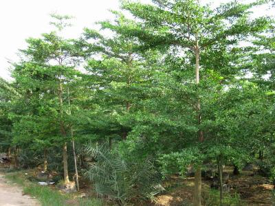 供應(yīng)小葉欖仁和大葉欖仁種植技術(shù) 小葉欖仁苗和大葉欖仁苗培育場