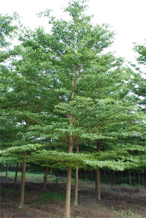 供應(yīng)小葉欖仁和大葉欖仁種植技術(shù) 小葉欖仁苗和大葉欖仁苗培育場