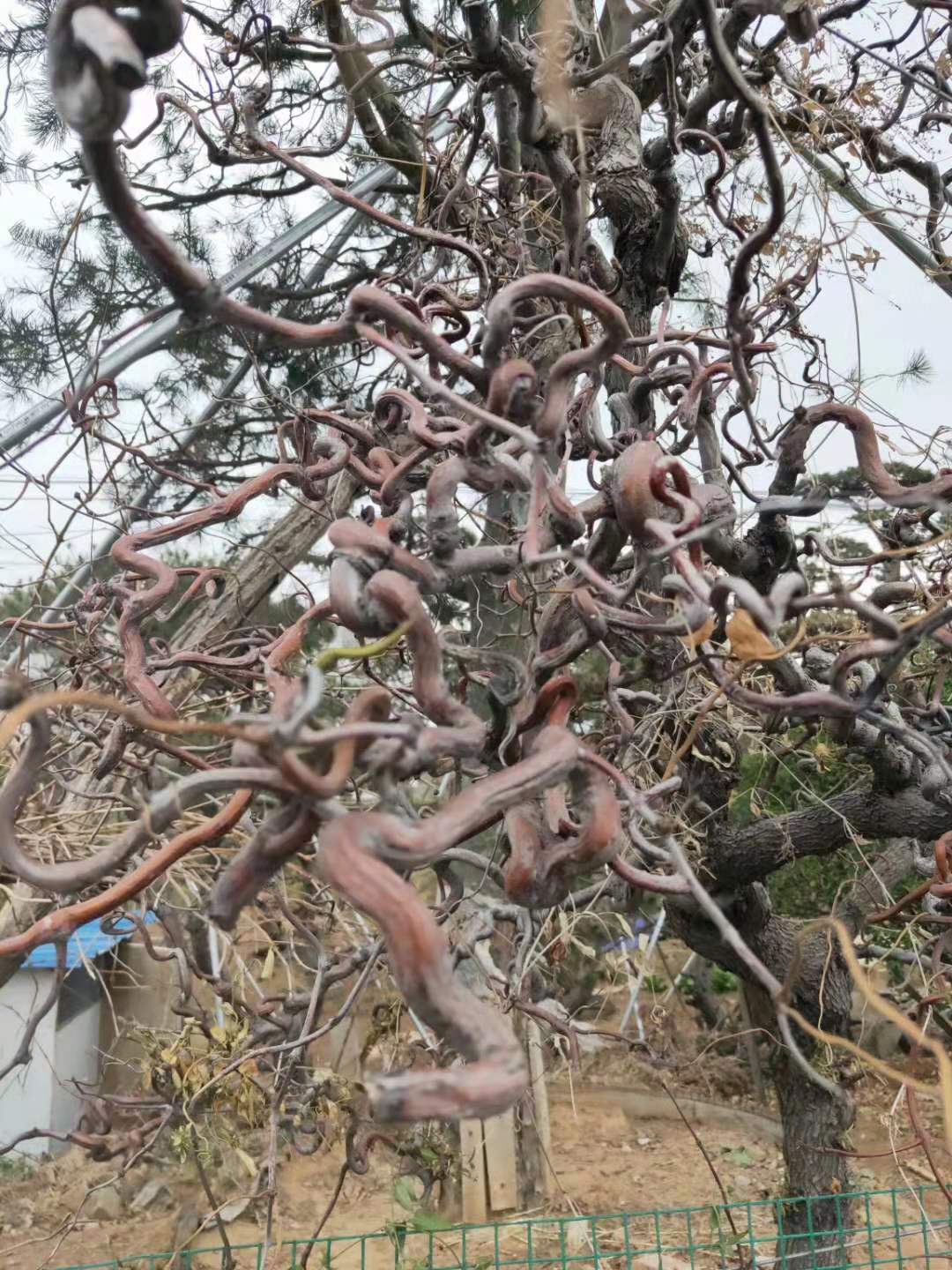山東泰安棗樹品種苗，棗樹品種苗價格，棗樹品種苗基地，棗樹品種苗批發(fā)