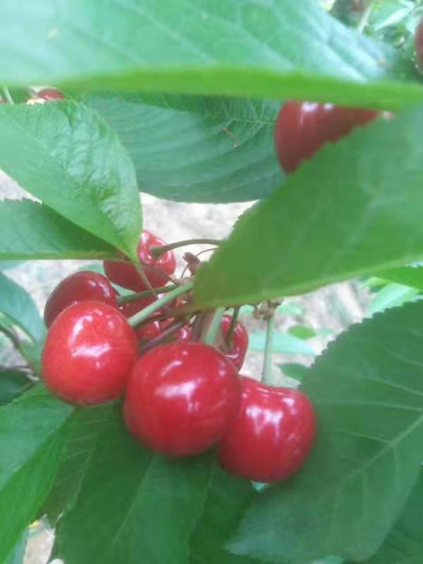 山東泰安櫻桃樹品種苗，櫻桃樹品種苗價格，櫻桃樹品種苗基地，櫻桃樹品種苗批發(fā)