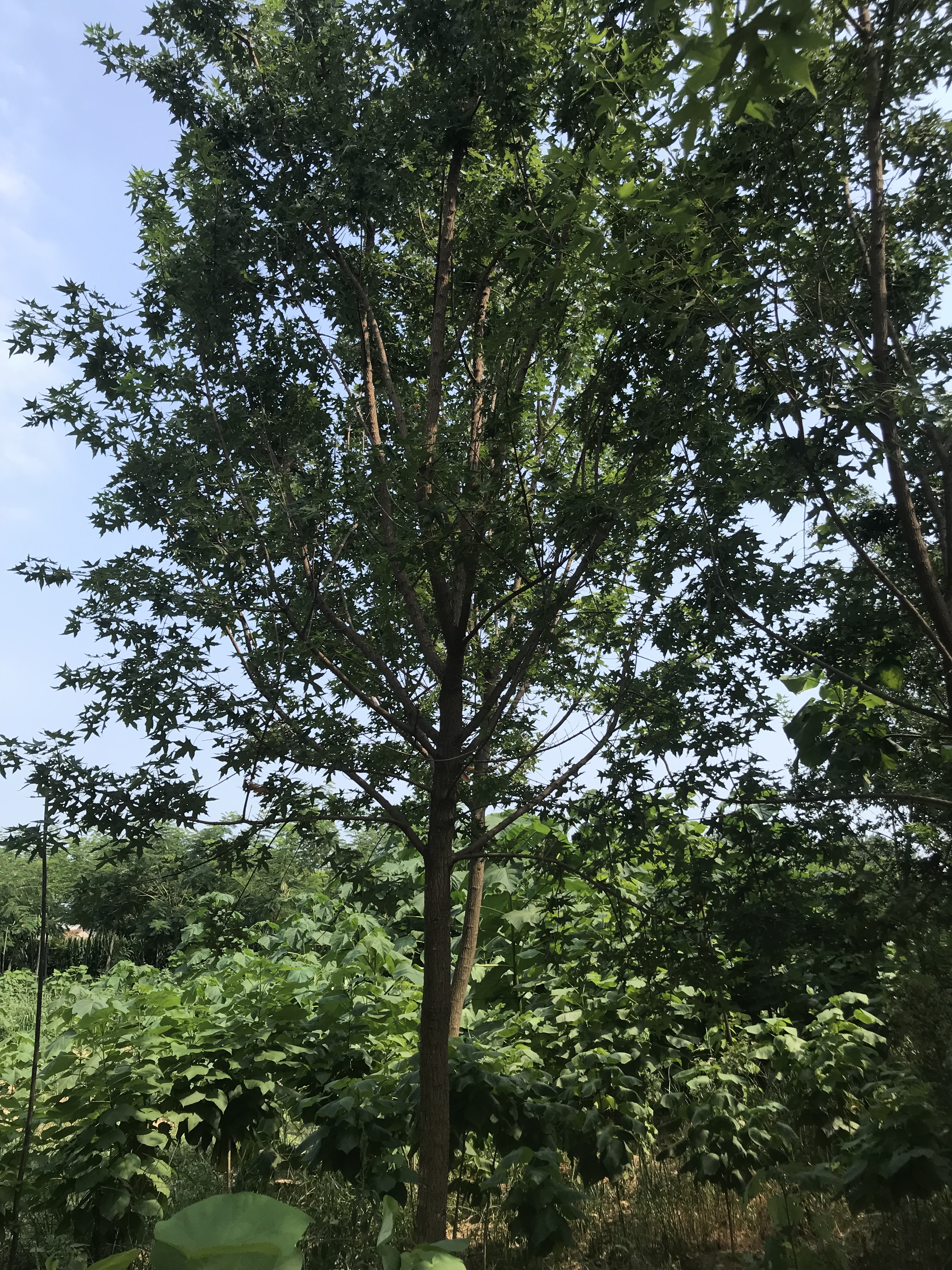 河南五角楓種植基地