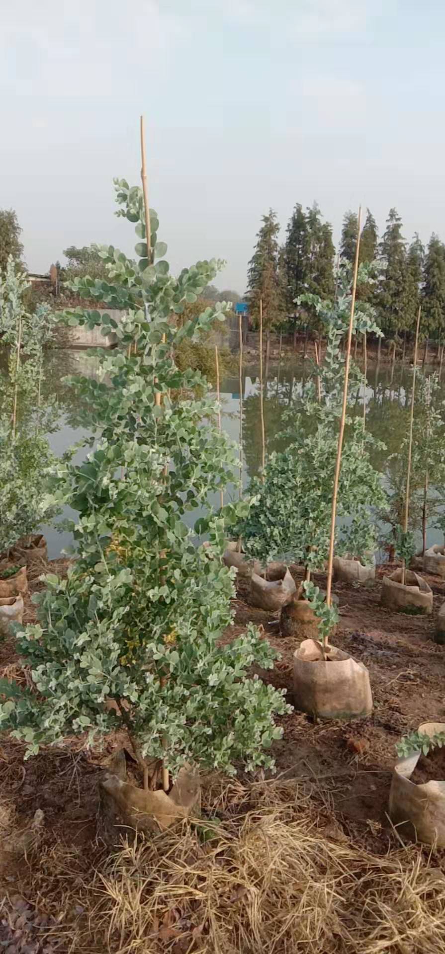銀葉金合歡種植基地、批發(fā)、供應(yīng)商【佛山綠源苗木基地】