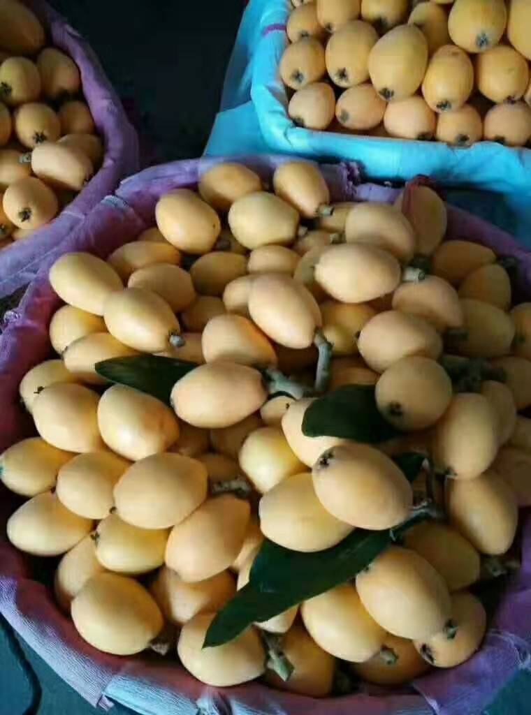 江西九江枇粑-小苗-種子-品種齊全-量大從優(yōu)-批發(fā)種植基地哪里有賣多少錢