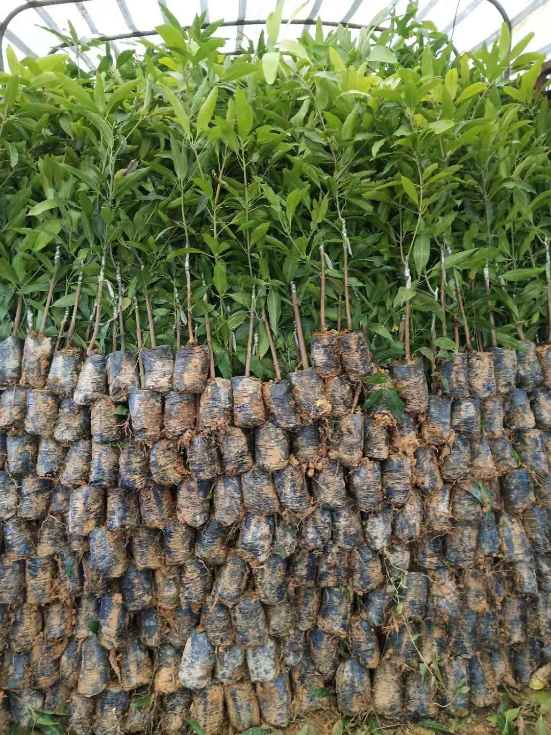 冊(cè)亨桂七芒苗基地直銷，冊(cè)亨桂七芒苗批發(fā)價(jià)-價(jià)錢-價(jià)格，冊(cè)亨桂七芒苗供應(yīng)商/供貨商