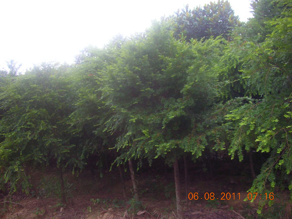 10公分紅豆杉價格,紅豆杉基地,紅豆杉小苗價格,8-10公分
