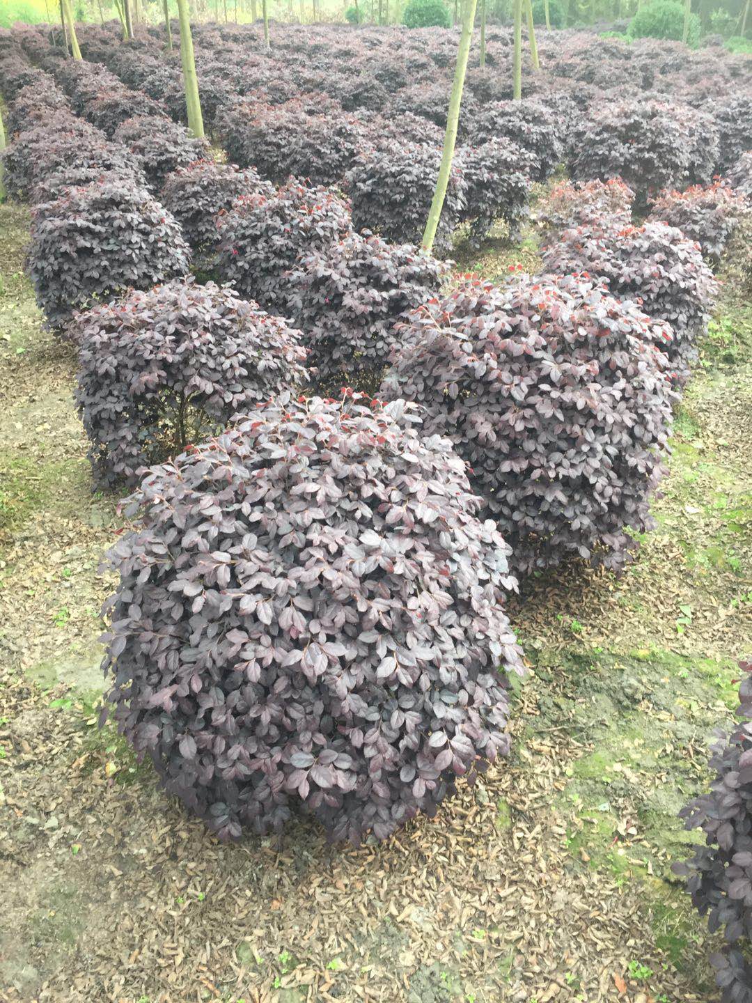 四川紅繼木球價格、種植基地、批發(fā)電話【溫江區(qū)政興園藝場】