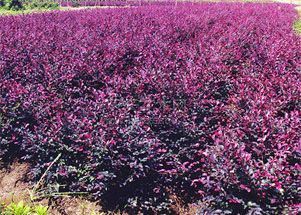 四川紅繼木批發(fā)、種植基地、供應(yīng)商【溫江區(qū)政興園藝場(chǎng)】