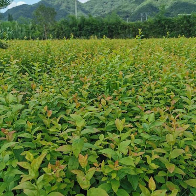 山東泰安高度50cm喜來藍莓苗基地價格批發(fā)多少錢，南北方高叢矮叢藍莓苗 苗木批發(fā)藍莓苗 誠萱園藝