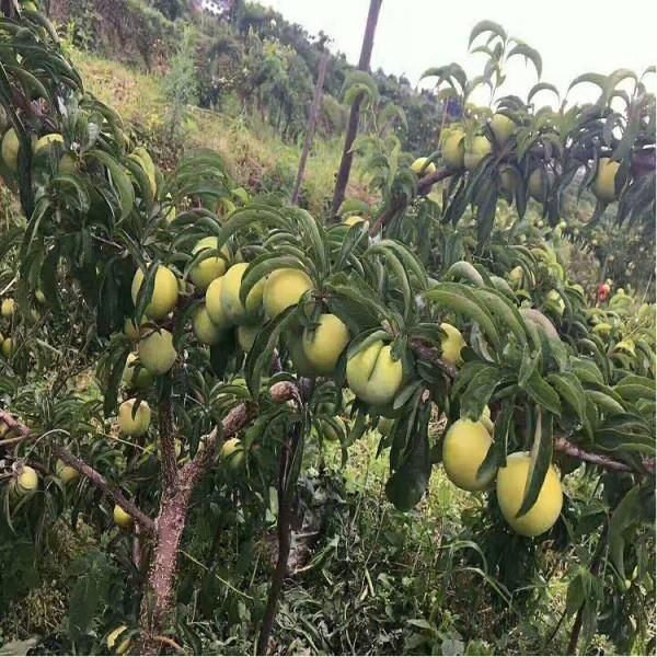 貴州清脆李苗、種植基地、價格、批發(fā)【鎮(zhèn)寧自治縣源展蜂糖李種植農(nóng)民專業(yè)合作社】