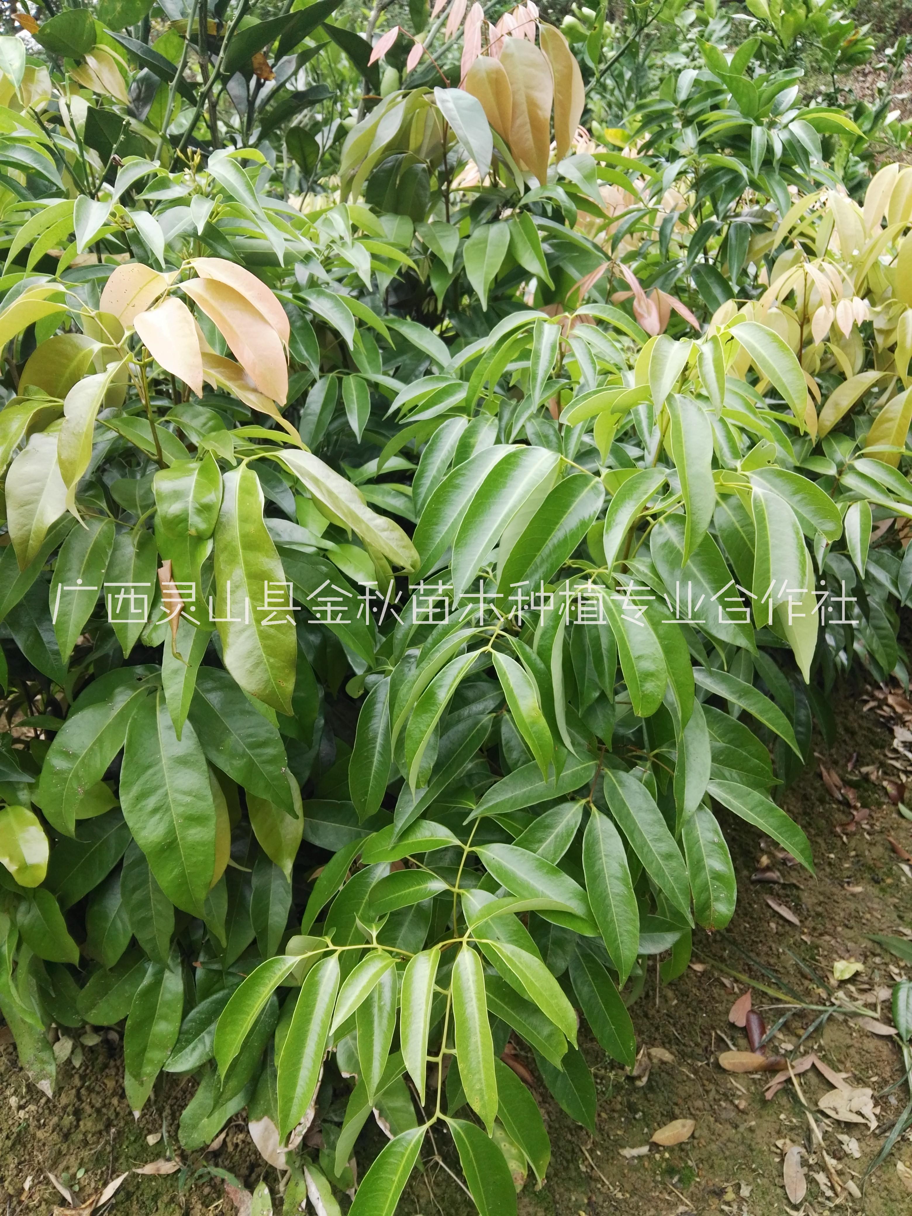 山東苗圃基地直銷荔枝苗產(chǎn)地批發(fā)價格