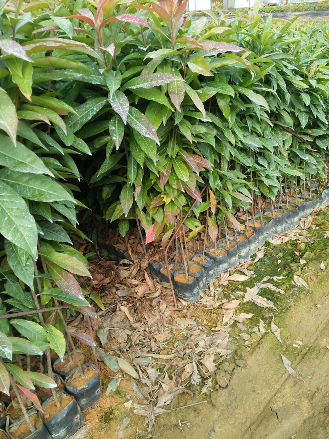 廣州市木荷供應商