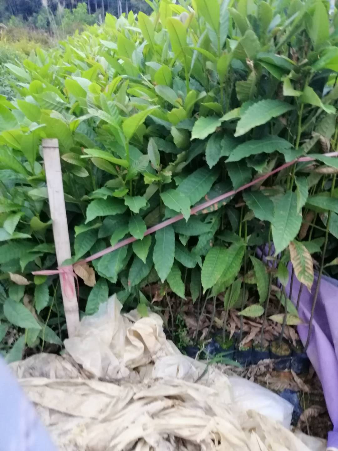 廣州市黎蒴