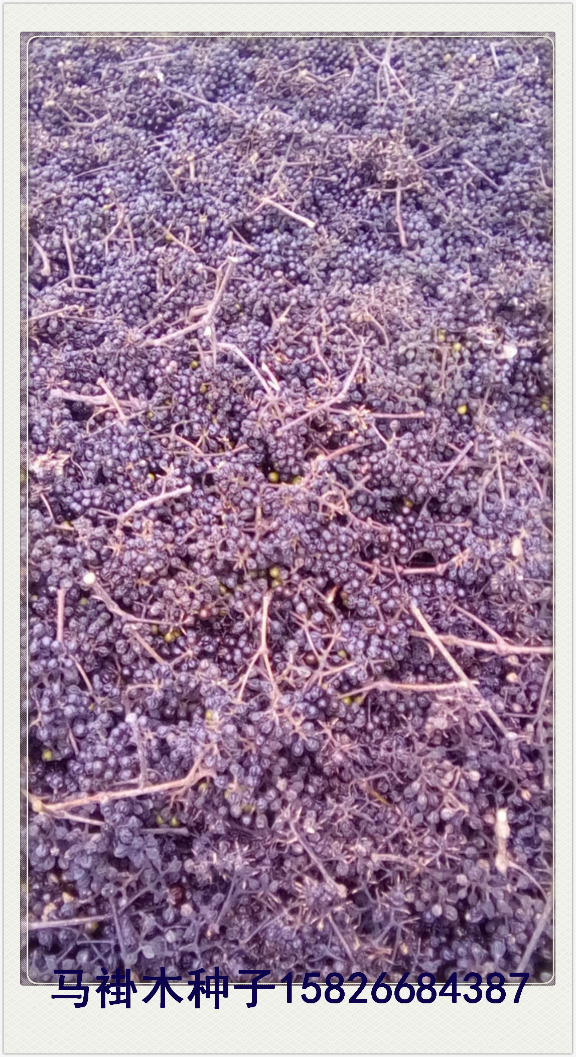 鶴峰厚樸種子批發(fā)、報(bào)價(jià)、供應(yīng)商【鶴峰縣六峰愛博苗木專業(yè)合作社】