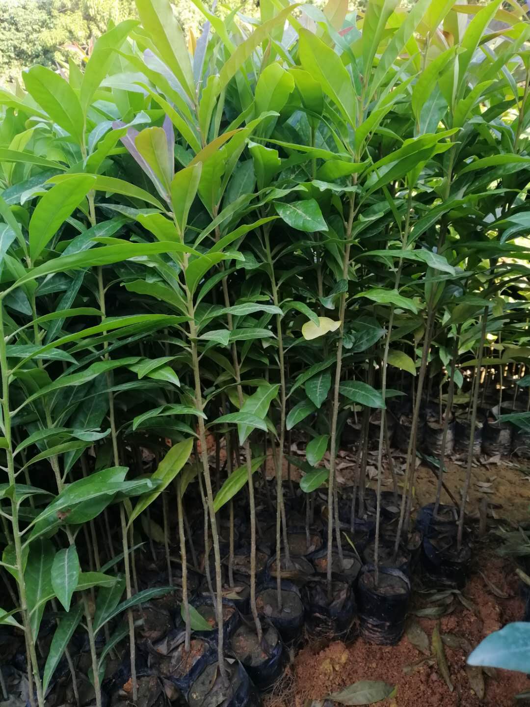 廣州市木荷供應商