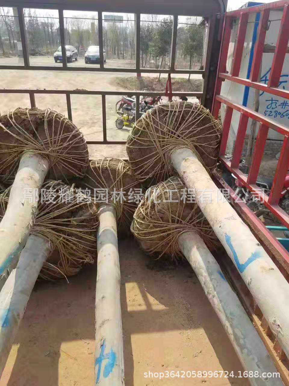 河南鄢陵法桐基地，批發(fā)，價格，多少錢？哪里有賣？