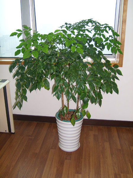 供應(yīng)東莞租花 幸福樹(shù) 東莞綠寶樹(shù)