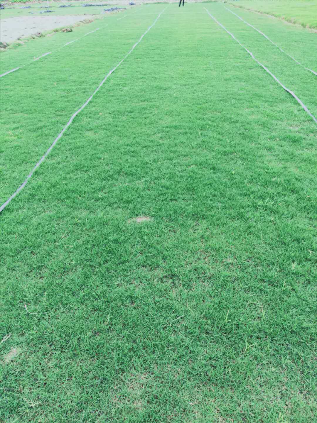 廣州狗牙根草坪批發(fā)基地 狗牙根草卷多少錢一平方