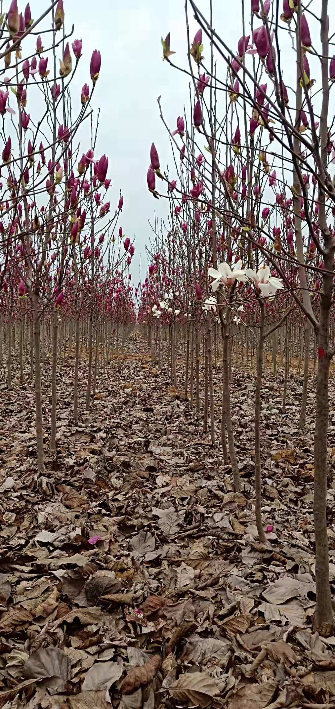 基地出售紅玉蘭小苗價格多少錢，紅玉蘭小苗價格哪實惠、哪里有紅玉蘭小苗