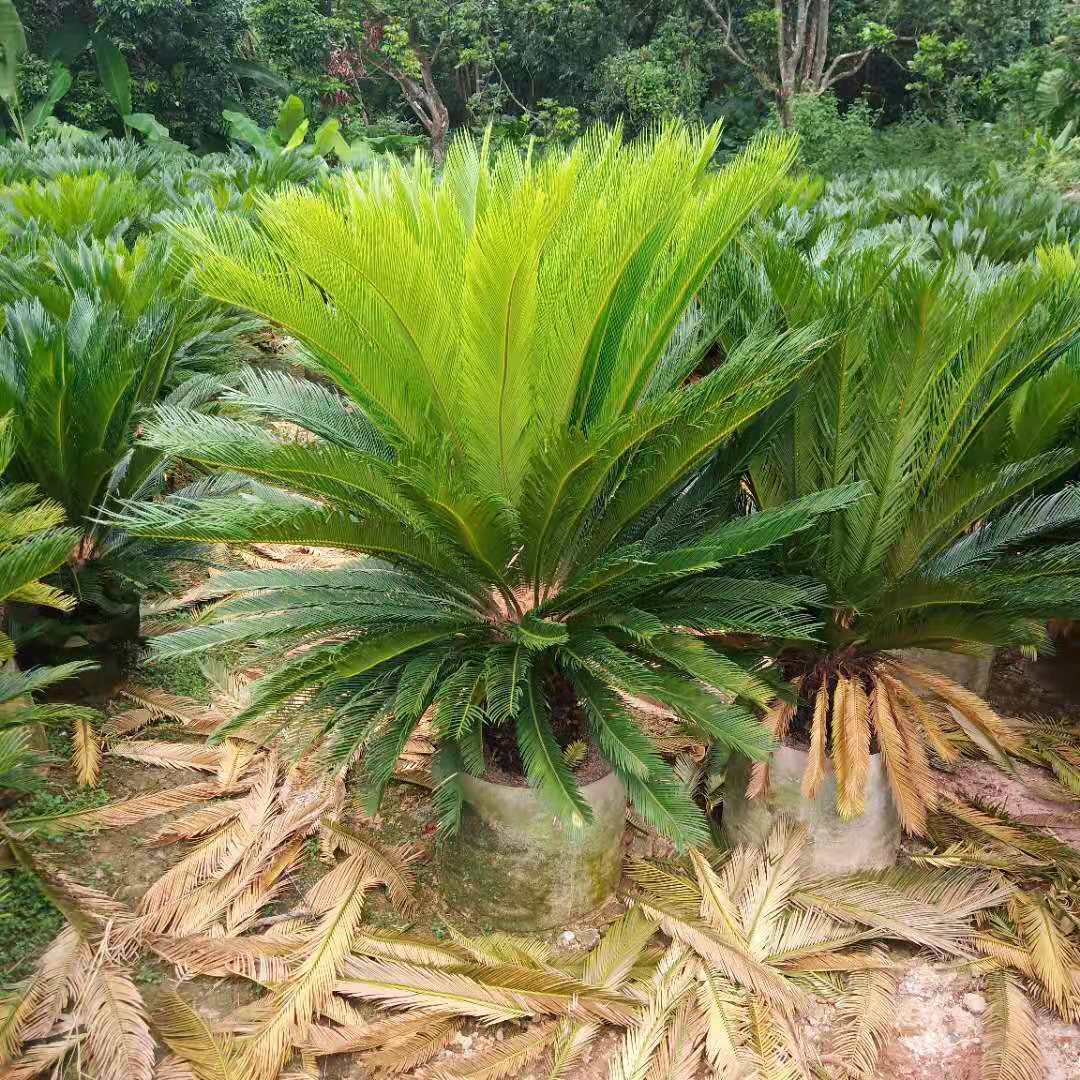 云南蘇鐵樹種植基地 批發(fā)市場(chǎng)